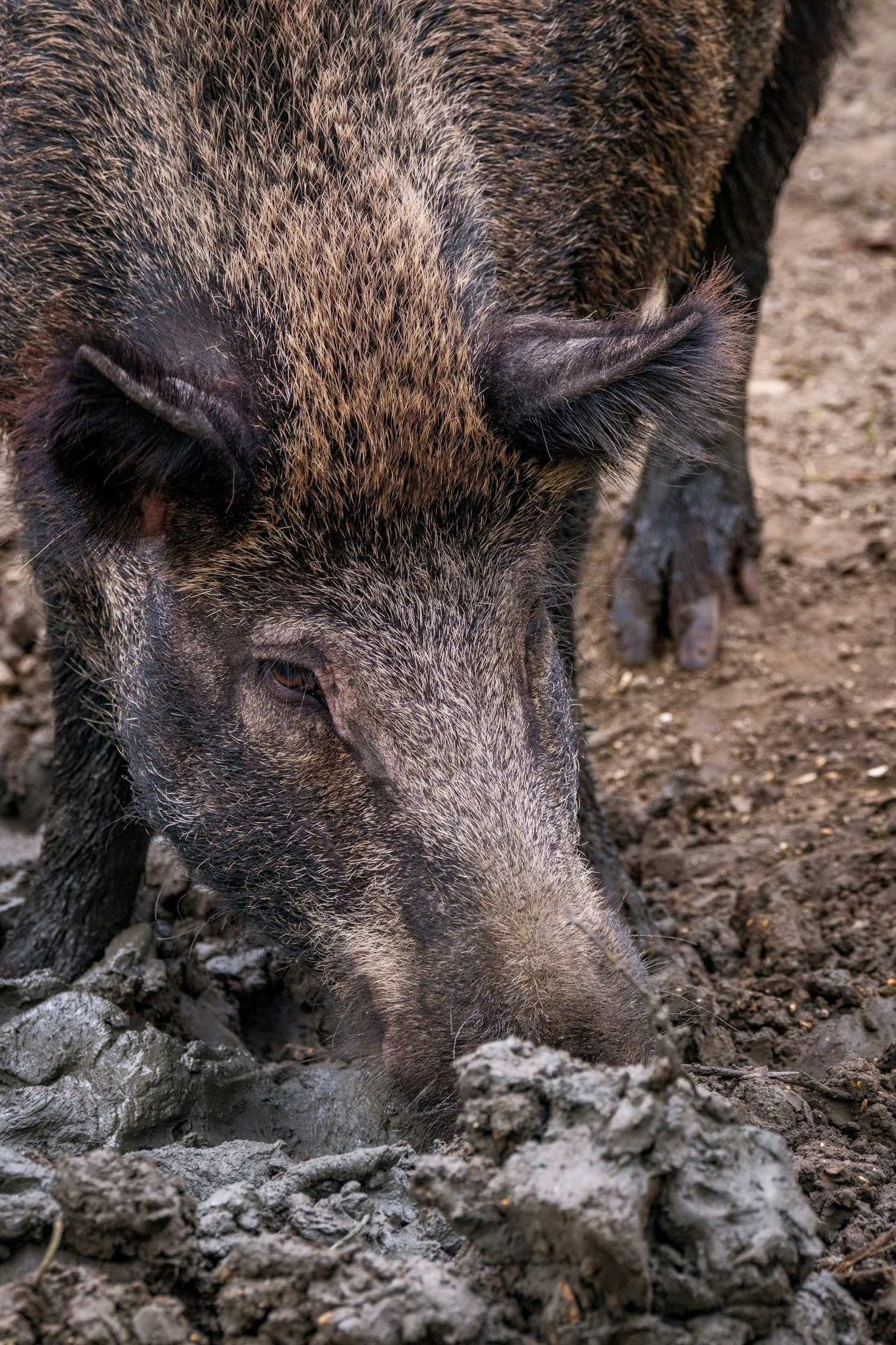 Wie die genetische Vielfalt bei Schweinerassen erhalten bleibt