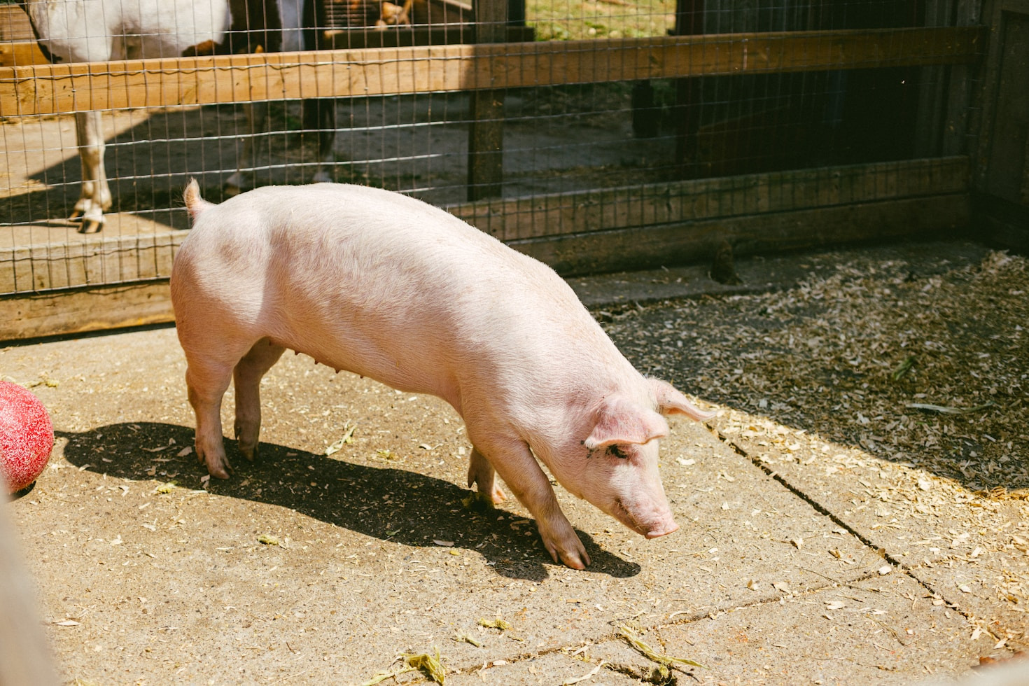 Einblicke in die Arbeit des Herdbuchs für Bunte Bentheimer Schweine